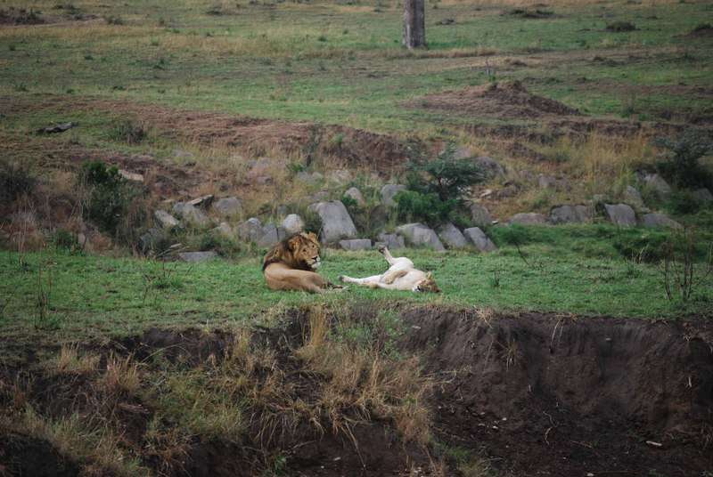Un curioso safari, dos leopardos, leones despeluchados y muchas despedidas - Regreso al Mara - Kenia (22)