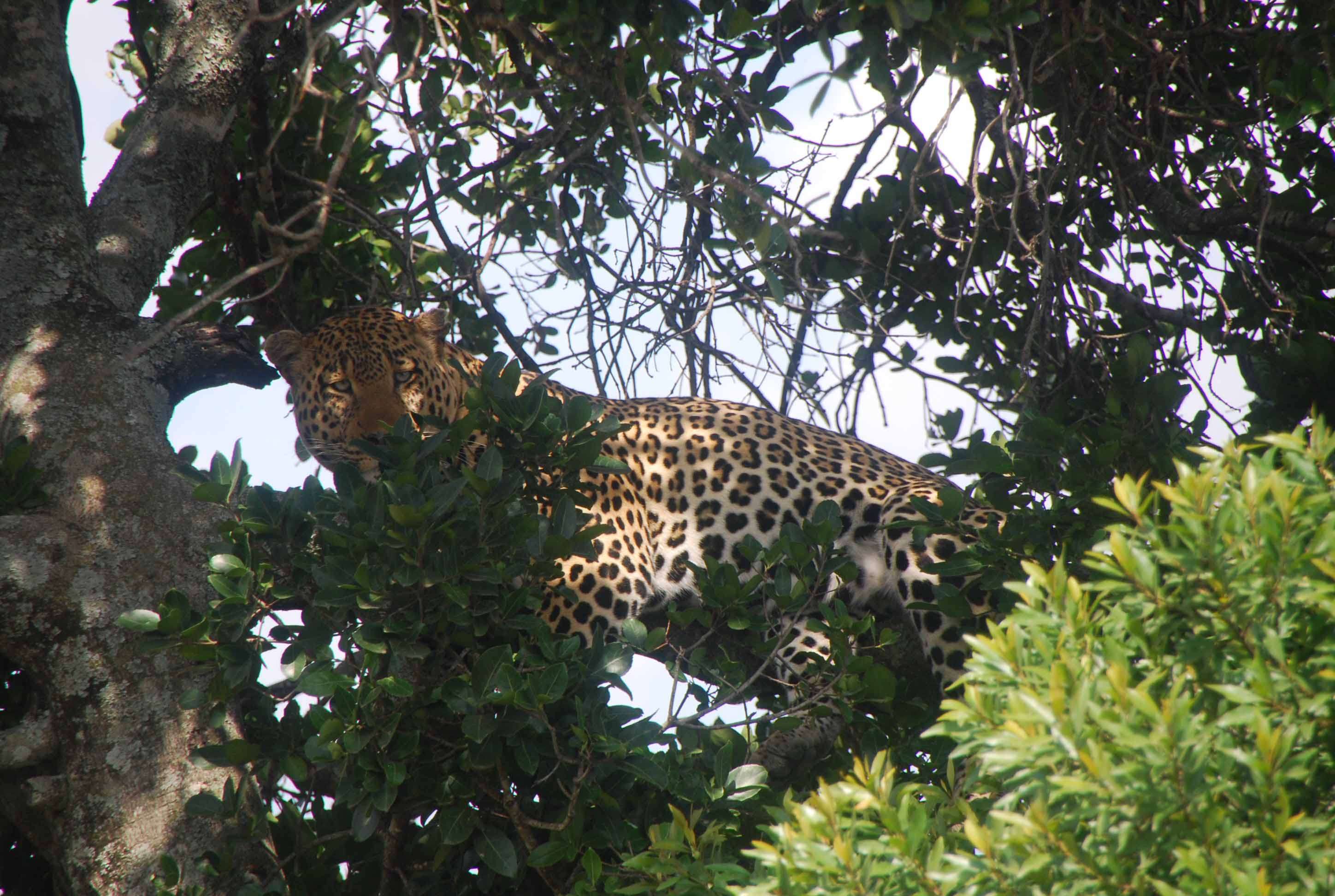 Regreso al Mara - Kenia - Blogs de Kenia - 7 guepardos, 2 rinos con mal genio y un leopardo (19)